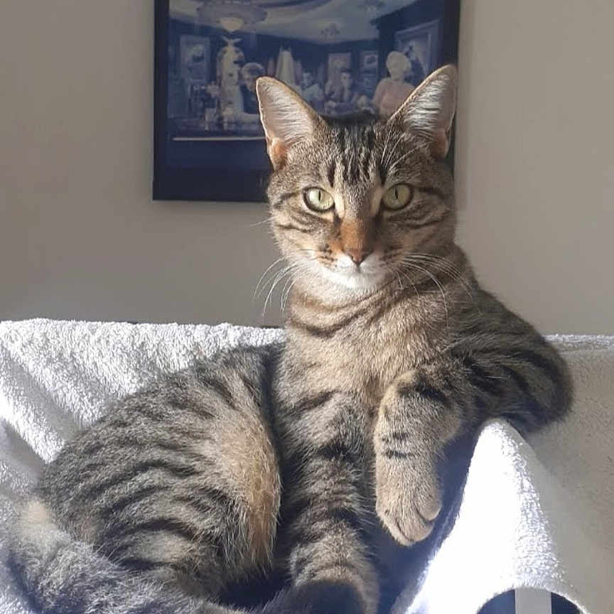 Tigrou
