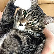 Oreo is registered to the contest to win money with this photo: