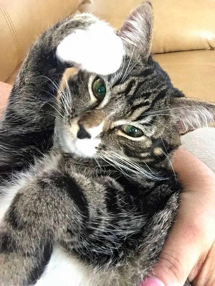 Oreo