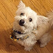 Chewy joined the competition — help win amazing prizes!