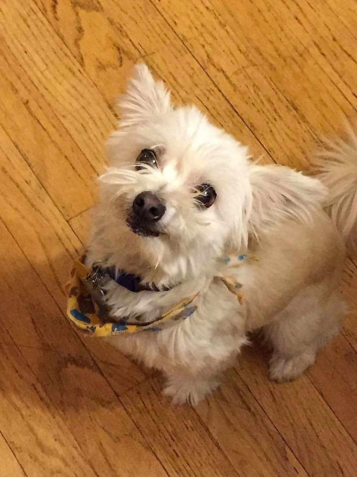 Chewy