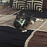 Oreo is registered to the contest to win money with this photo: