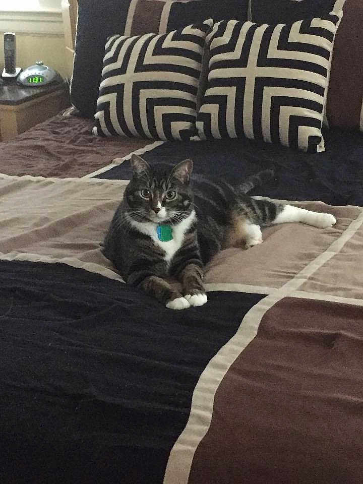 Oreo