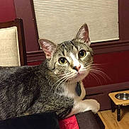 Bentley is registered to the contest to win money with this photo: