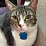 Bentley is registered to the contest to win money with this photo: