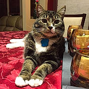 Oreo is registered to the contest to win money with this photo: