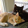 cat, kitten, orange_cat, black_cat, pets, animals, cute, furry, snuggling, cozy, indoor, window, blanket, resting, sleepy, whiskers, paw, fur, domestic_cat, companion