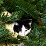 Otis joined the competition — help win amazing prizes! animal, black_and_white, branch, camouflage, cat, close_up, curious, eyes, face, fur, greenery, hiding, leaf, mammal, nature, outdoor, pet, pine_branches, whiskers, wildlife