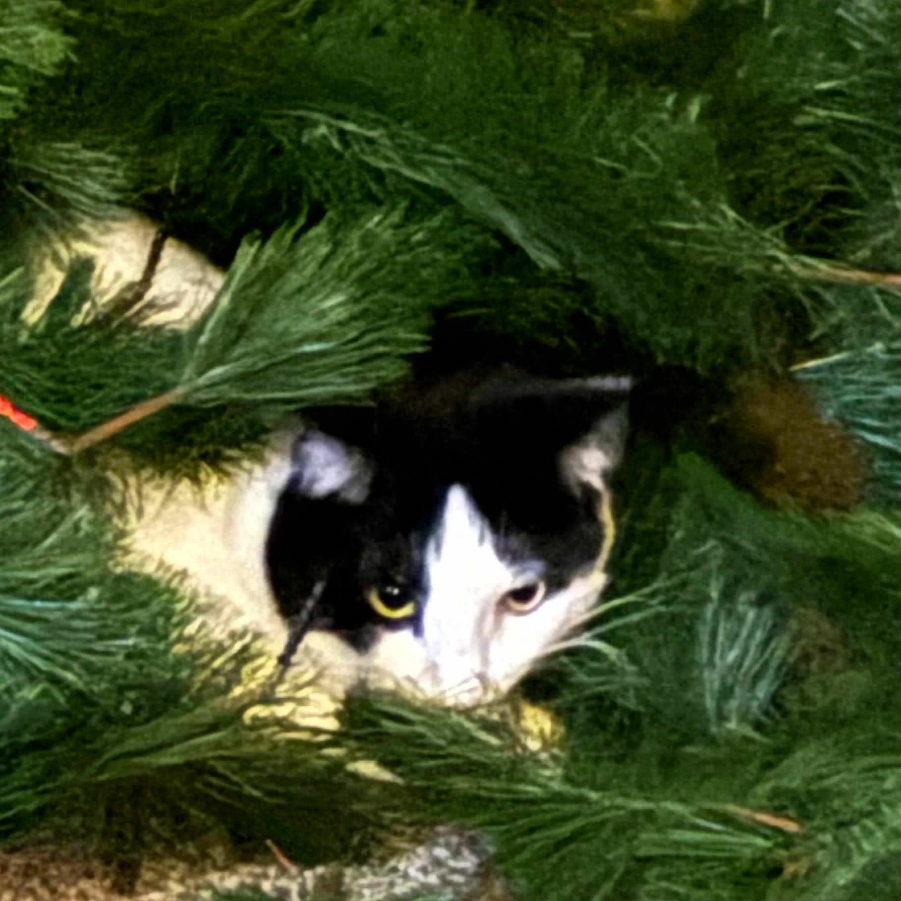 Otis joined the competition — help win amazing prizes! animal, black_and_white, branch, camouflage, cat, close_up, curious, eyes, face, fur, greenery, hiding, leaf, mammal, nature, outdoor, pet, pine_branches, whiskers, wildlife