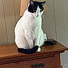 cat, black_and_white, feline, sitting, wooden_dresser, lamp, indoor, pet, fur, tail, table, household_object, domestic_animal, quiet, calm, resting, side_view, furniture, contemplative, cozy