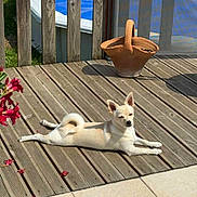 Belle a rejoint le concours — aidez-le/la à gagner de superbes lots ! dog, wooden_deck, sunlight, flower, terracotta_pot, pool, fence, outdoor, pet, relaxing, summer, sunbathing, canine, garden, nature, daylight, animal, leisure, backyard, resting