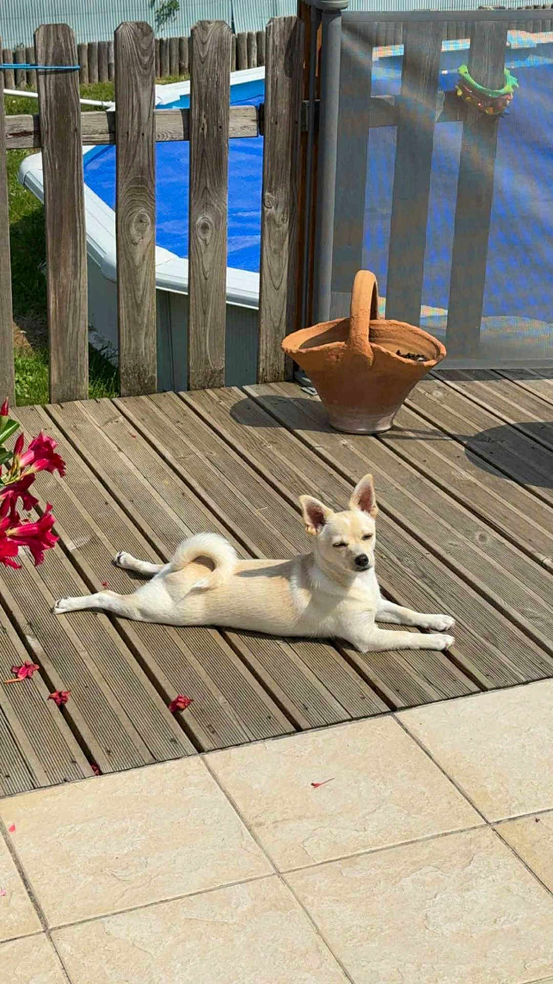Belle a rejoint le concours — aidez-le/la à gagner de superbes lots ! dog, wooden_deck, sunlight, flower, terracotta_pot, pool, fence, outdoor, pet, relaxing, summer, sunbathing, canine, garden, nature, daylight, animal, leisure, backyard, resting
