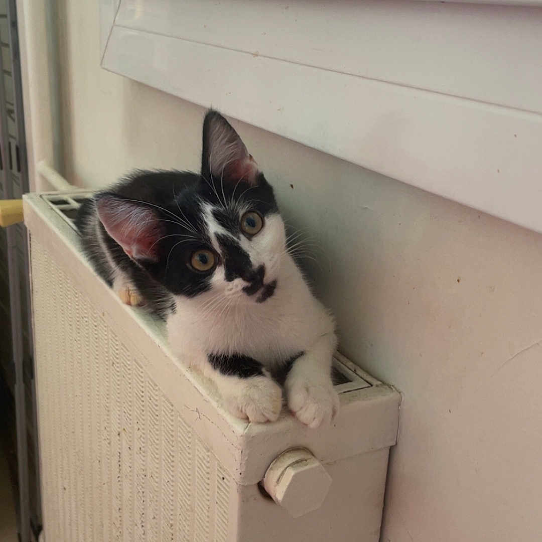 Mao a rejoint le concours — aidez-le/la à gagner de superbes lots ! animal, black_and_white, cat, cozy, curious, cute, domestic, ears, feline, fur, indoor, kitten, paws, pet, radiator, resting, wall, whiskers, window, young
