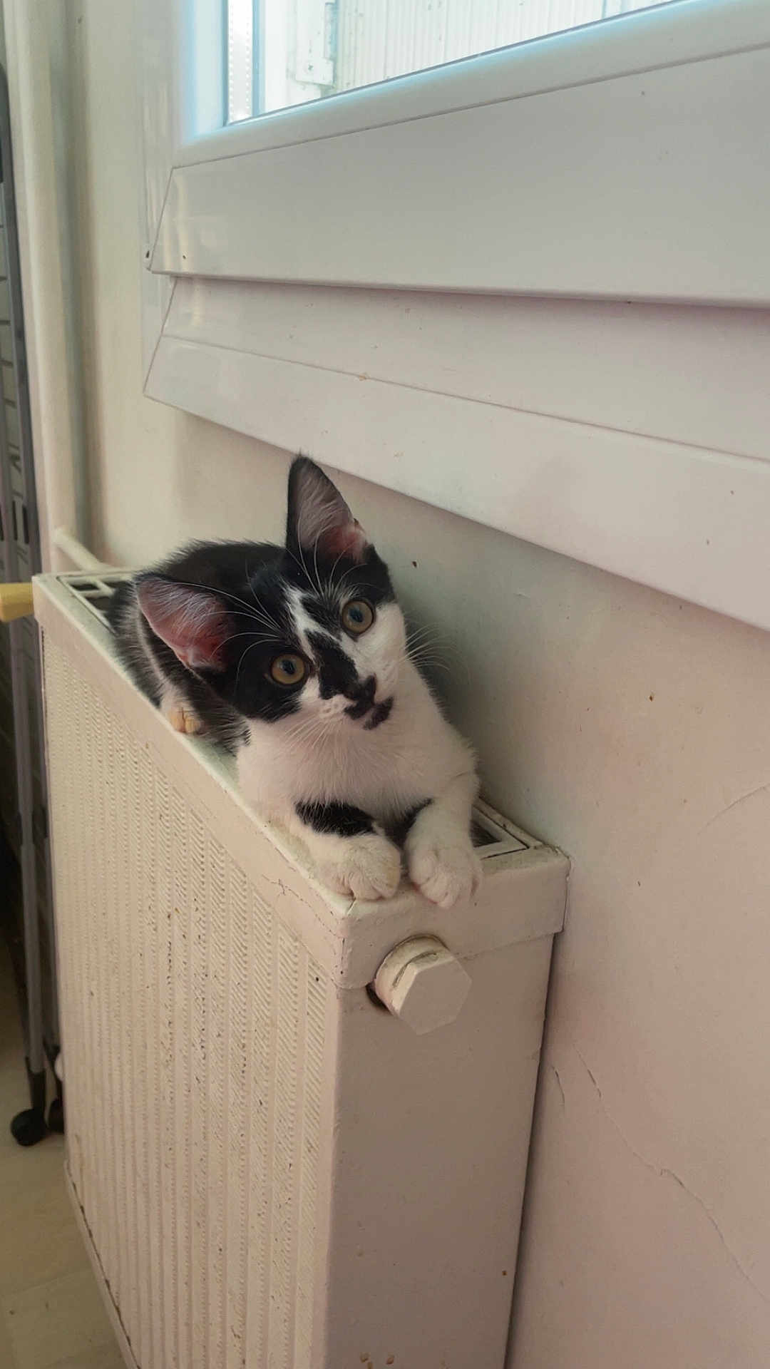 Mao a rejoint le concours — aidez-le/la à gagner de superbes lots ! kitten, cat, black_and_white, radiator, indoor, pet, animal, curious, fur, whiskers, ears, paws, window, wall, resting, young, cute, domestic, feline, cozy