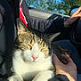 animal, cat, clothing, coat, face, furniture, grass, head, jacket, kitten, person, pet, photography, plant, portrait, sleeping, transportation, tree, vegetation, vehicle