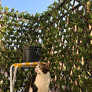 Azur participe au concours pour gagner de l'argent avec cette photo : animal, architecture, building, cat, garden, herbal, herbs, house, housing, jar, leaf, nature, outdoors, plant, planter, porch, pottedplant, pottery, shelter, vase
