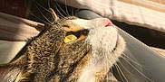 Azur participe au concours pour gagner de l'argent avec cette photo : abyssinian, animal, bed, blanket, bodypart, cat, couch, face, furniture, head, homedecor, kitten, linen, manx, person, pet, photography, portrait, quilt, sleeping