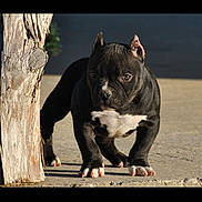 Willow joined the competition — help win amazing prizes! puppy, dog, black_and_white, standing, concrete, wooden_post, alert, young, pet, outdoor, muscular, ears_cropped, animal, canine, front_view, sunlight, shadow, paws, close_up, portrait