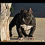 puppy, dog, black_and_white, standing, concrete, wooden_post, alert, young, pet, outdoor, muscular, ears_cropped, animal, canine, front_view, sunlight, shadow, paws, close_up, portrait