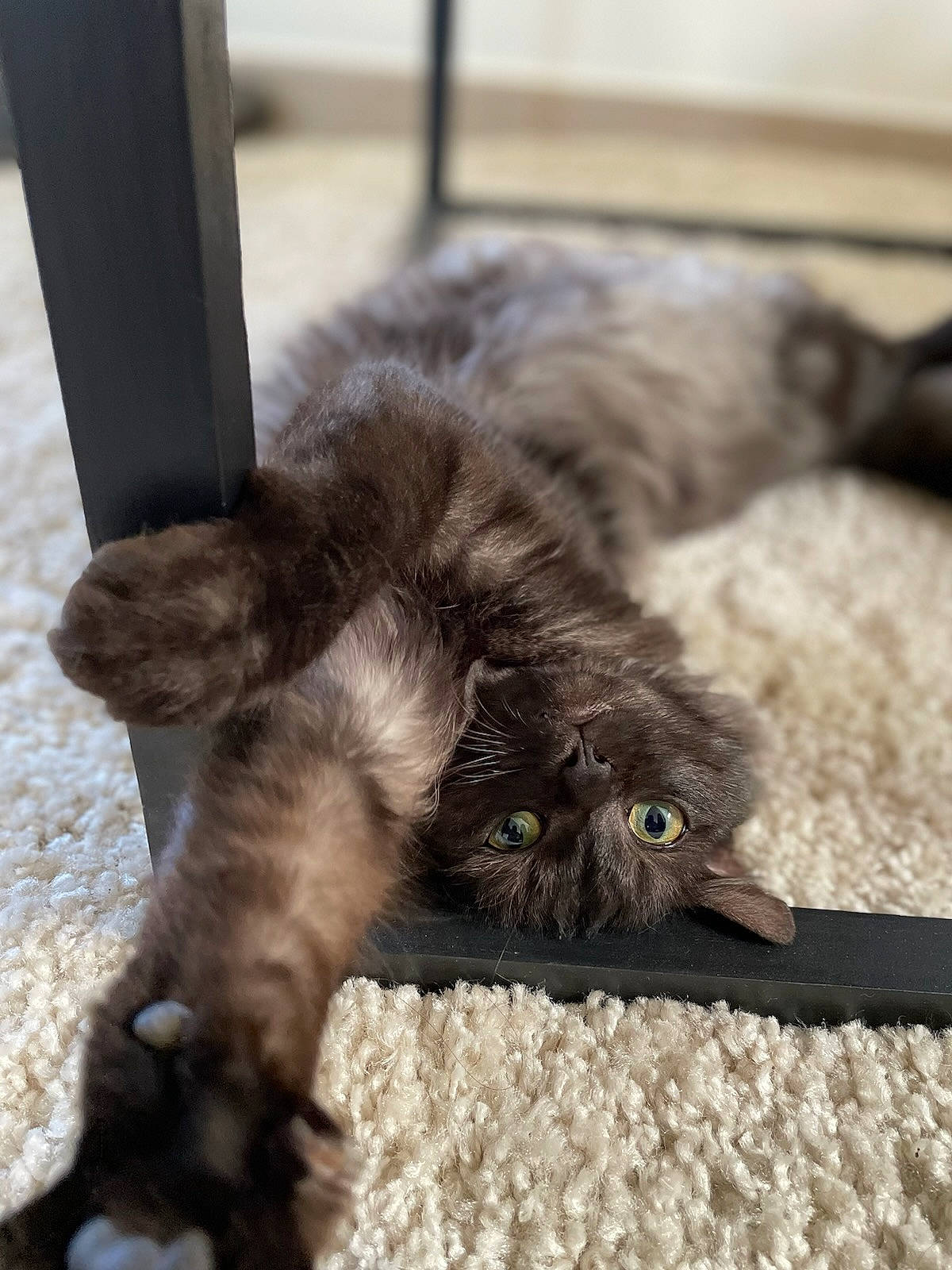 Sushi a rejoint le concours — aidez-le/la à gagner de superbes lots ! bombay, british_longhair, carnivore, cat, claw, comfort, domestic_short_haired_cat, felidae, flooring, foot, fur, liver, paw, small_to_medium_sized_cats, snout, tail, terrestrial_animal, whiskers