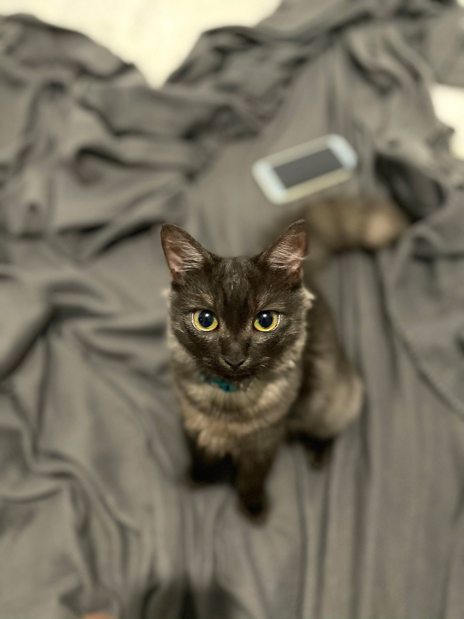 Sushi participe au concours pour gagner de l'argent avec cette photo : carnivore, cat, domestic_short_haired_cat, fawn, felidae, fur, grey, iris, paw, small_to_medium_sized_cats, snout, tail, terrestrial_animal, whiskers, wildlife