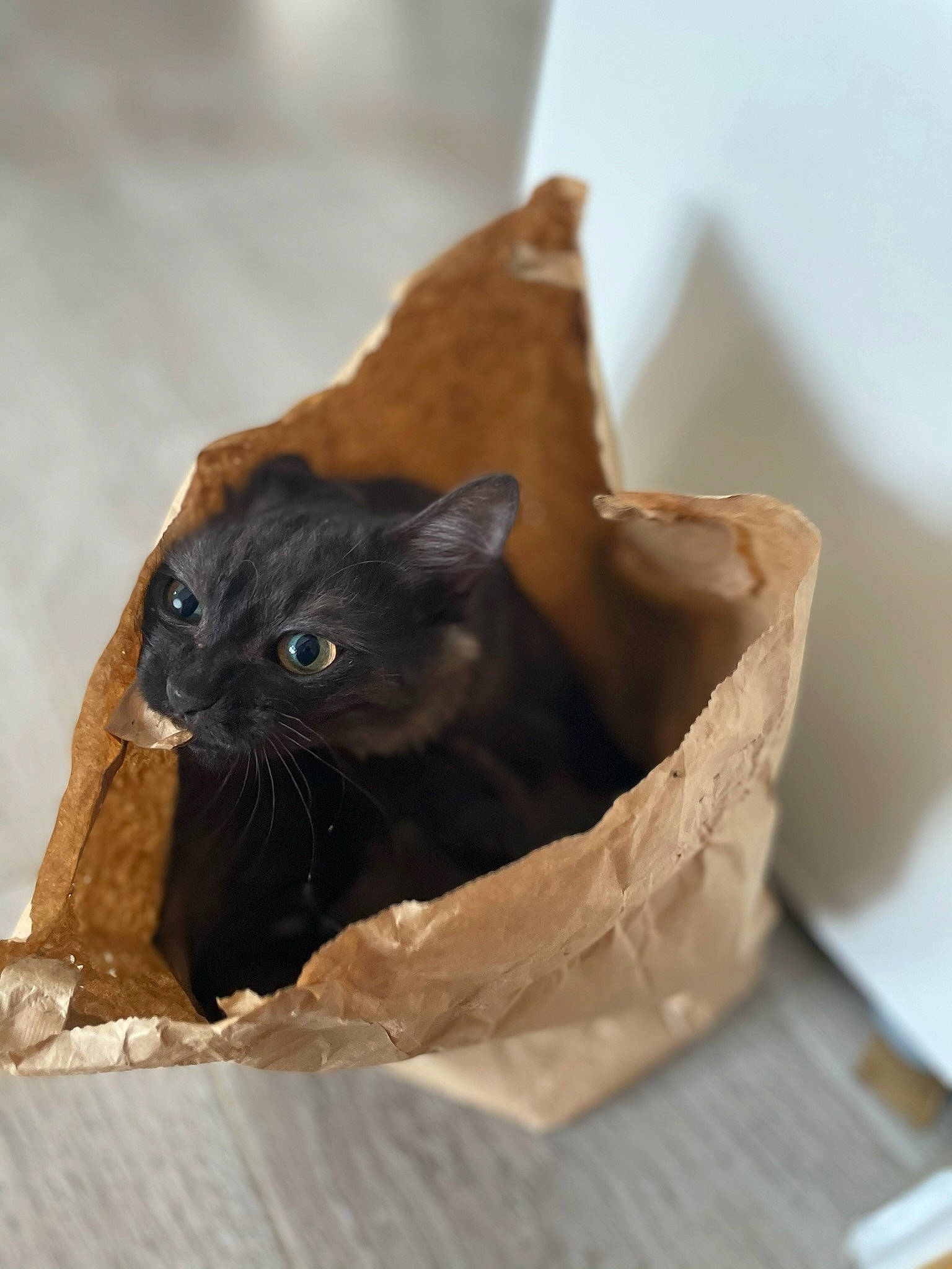 Sushi a rejoint le concours — aidez-le/la à gagner de superbes lots ! black_cat, brown, carnivore, cat, domestic_short_haired_cat, fawn, felidae, fur, small_to_medium_sized_cats, snout, terrestrial_animal, whiskers, wood