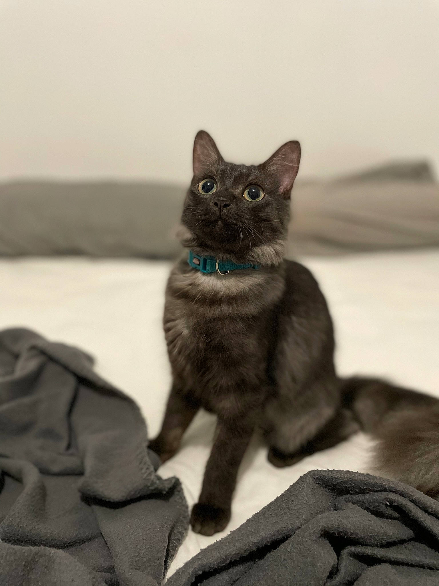 Sushi a rejoint le concours — aidez-le/la à gagner de superbes lots ! black_cat, bombay, carnivore, cat, claw, comfort, domestic_short_haired_cat, felidae, fur, grey, havana_brown, linens, monochrome_photography, paw, sitting, small_to_medium_sized_cats, snout, tail, terrestrial_animal, whiskers