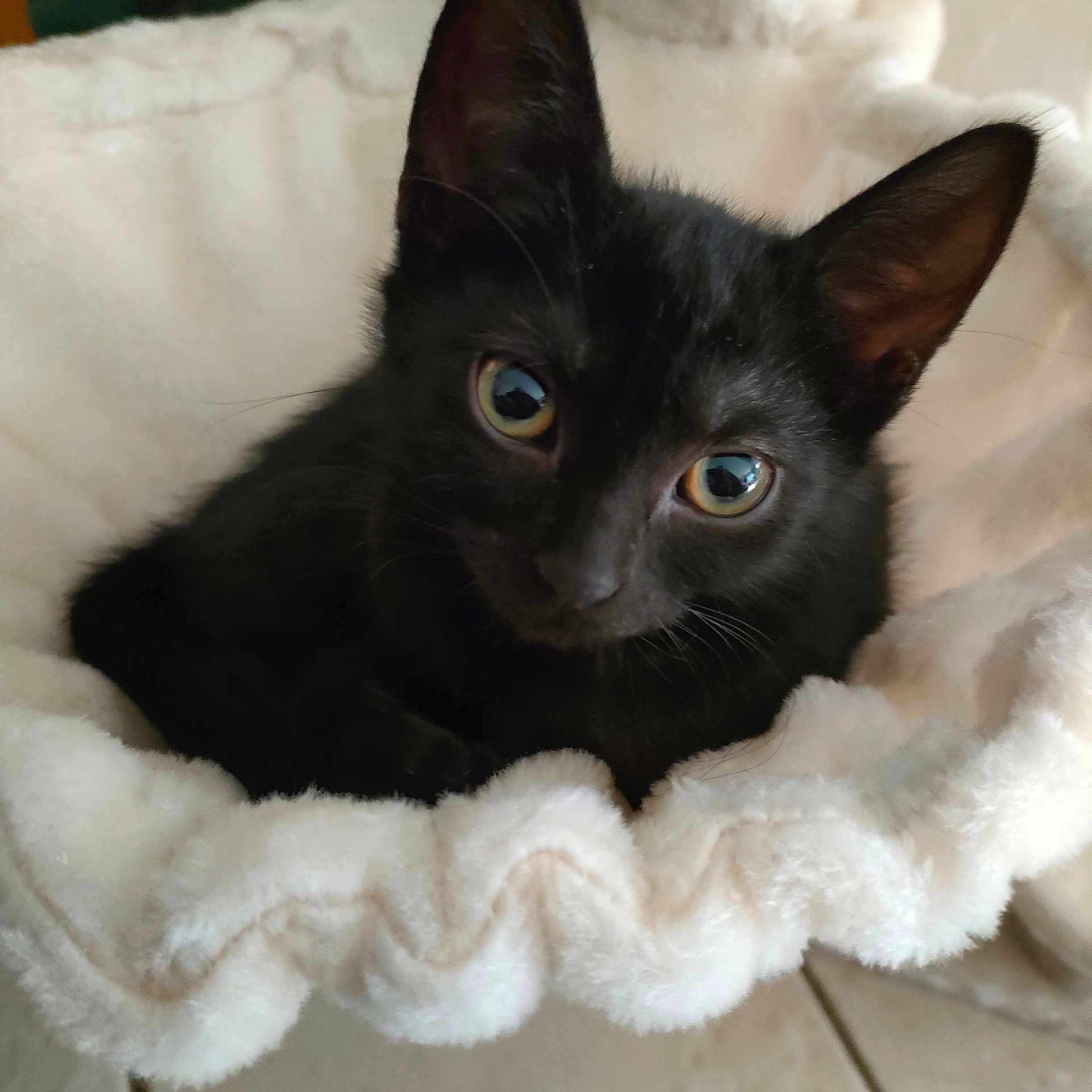 Maya