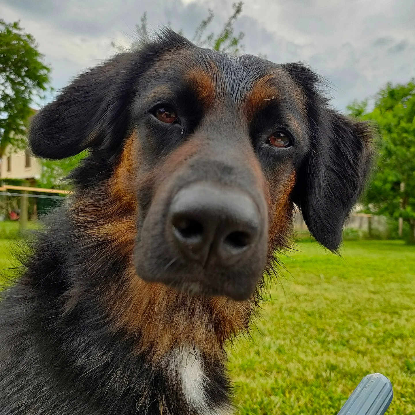 Packo a rejoint le concours — aidez-le/la à gagner de superbes lots ! animal, ball, canine, dog, field, germanshepherd, grass, grassland, hound, lawn, nature, outdoors, park, pet, plant, puppy, sport, tennis, tennisball, tree
