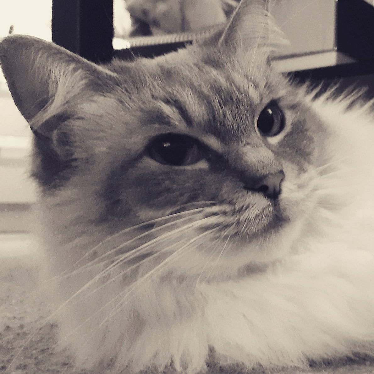 Daisy is registered to the contest to win money with this photo: carnivore, cat, domestic_short_haired_cat, felidae, fur, mammal, monochrome, monochrome_photography, paw, small_to_medium_sized_cats, snout, square, stock_photography, vertebrate, whiskers, window