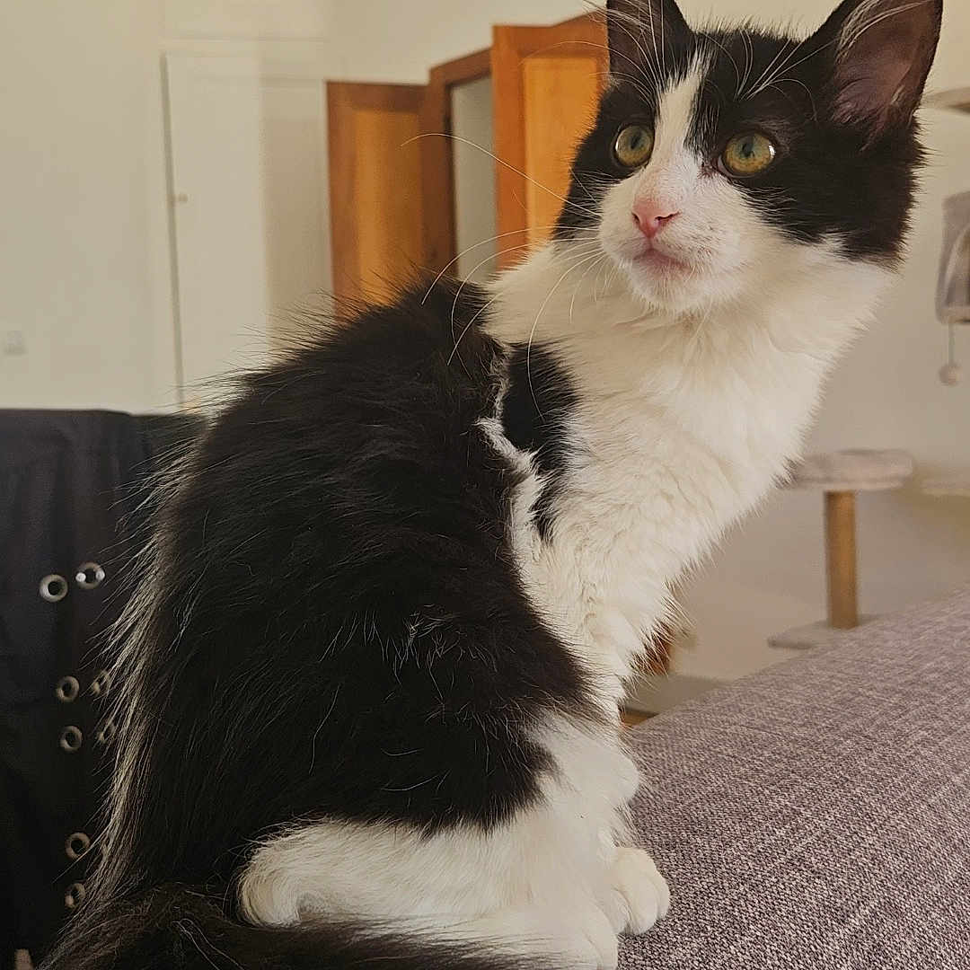 Summer participe au concours pour gagner de l'argent avec cette photo : black_and_white, cat, closeup, couch, curious, domestic, ears, feline, fluffy, furniture, household, indoor, mammal, pet, portrait, relaxed, sitting, soft_lighting, tail, whiskers