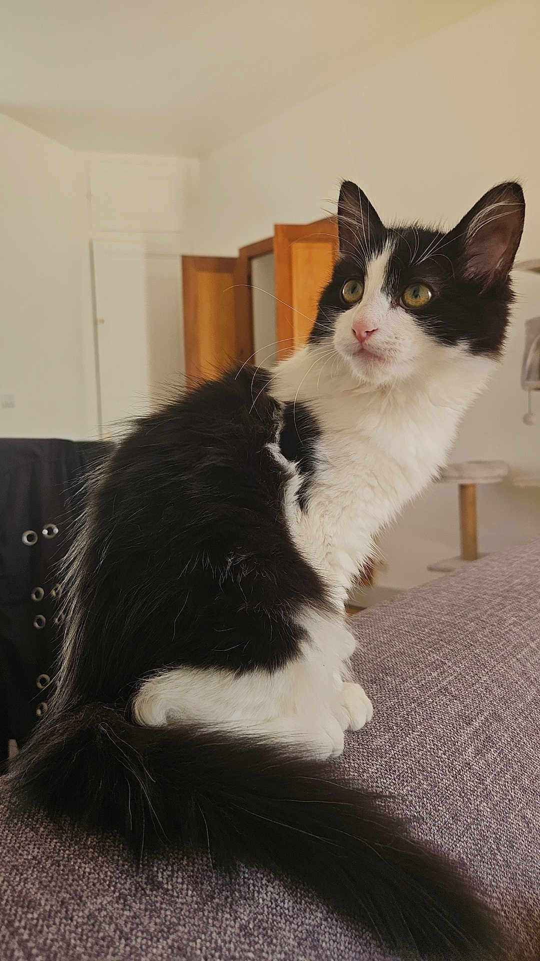 Summer participe au concours pour gagner de l'argent avec cette photo : cat, black_and_white, fluffy, sitting, indoor, furniture, couch, tail, ears, whiskers, curious, pet, household, domestic, mammal, feline, closeup, portrait, soft_lighting, relaxed
