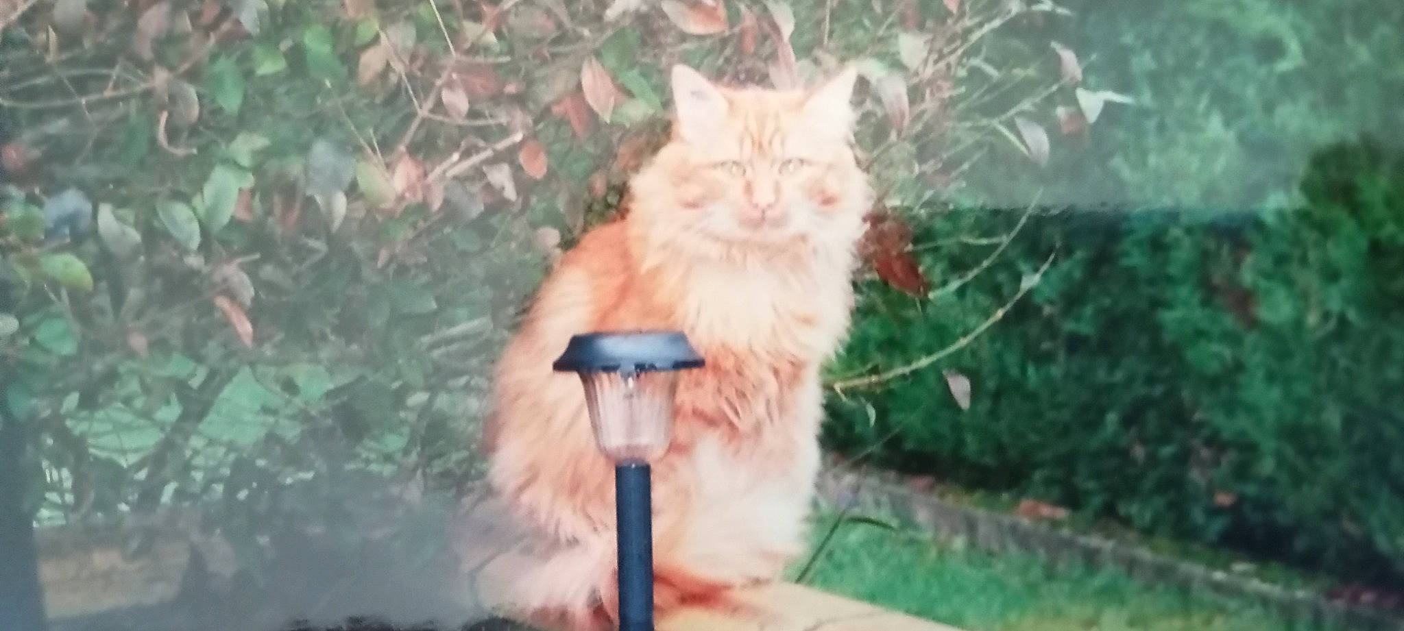 Mickey a rejoint le concours — aidez-le/la à gagner de superbes lots ! carnivore, cat, domestic_short_haired_cat, fawn, felidae, fur, grass, paw, persian, plant, small_to_medium_sized_cats, tail, tree, whiskers, wood