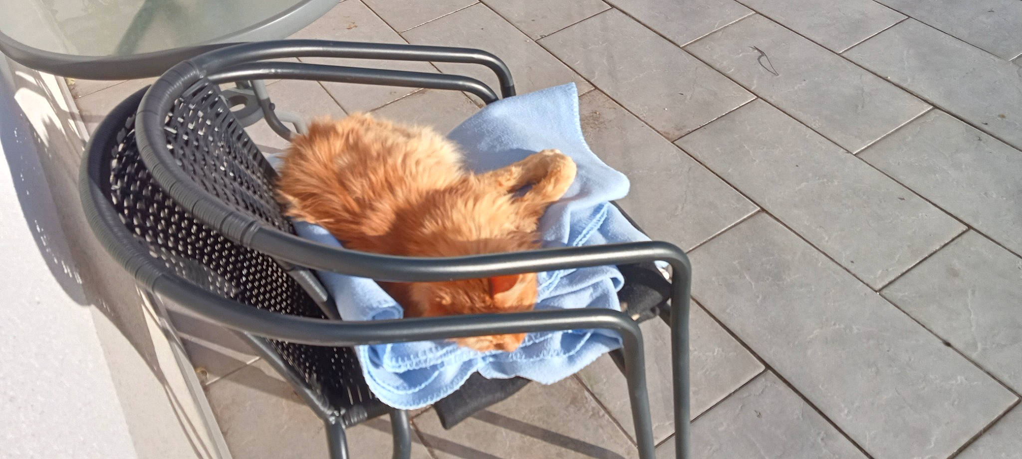 Mickey a rejoint le concours — aidez-le/la à gagner de superbes lots ! animal_shelter, baby_products, bag, basket, carnivore, cat, cat_supply, chair, comfort, companion_dog, fawn, felidae, fur, kitchen_appliance, luggage_and_bags, small_to_medium_sized_cats, tail, whiskers, wicker, wood