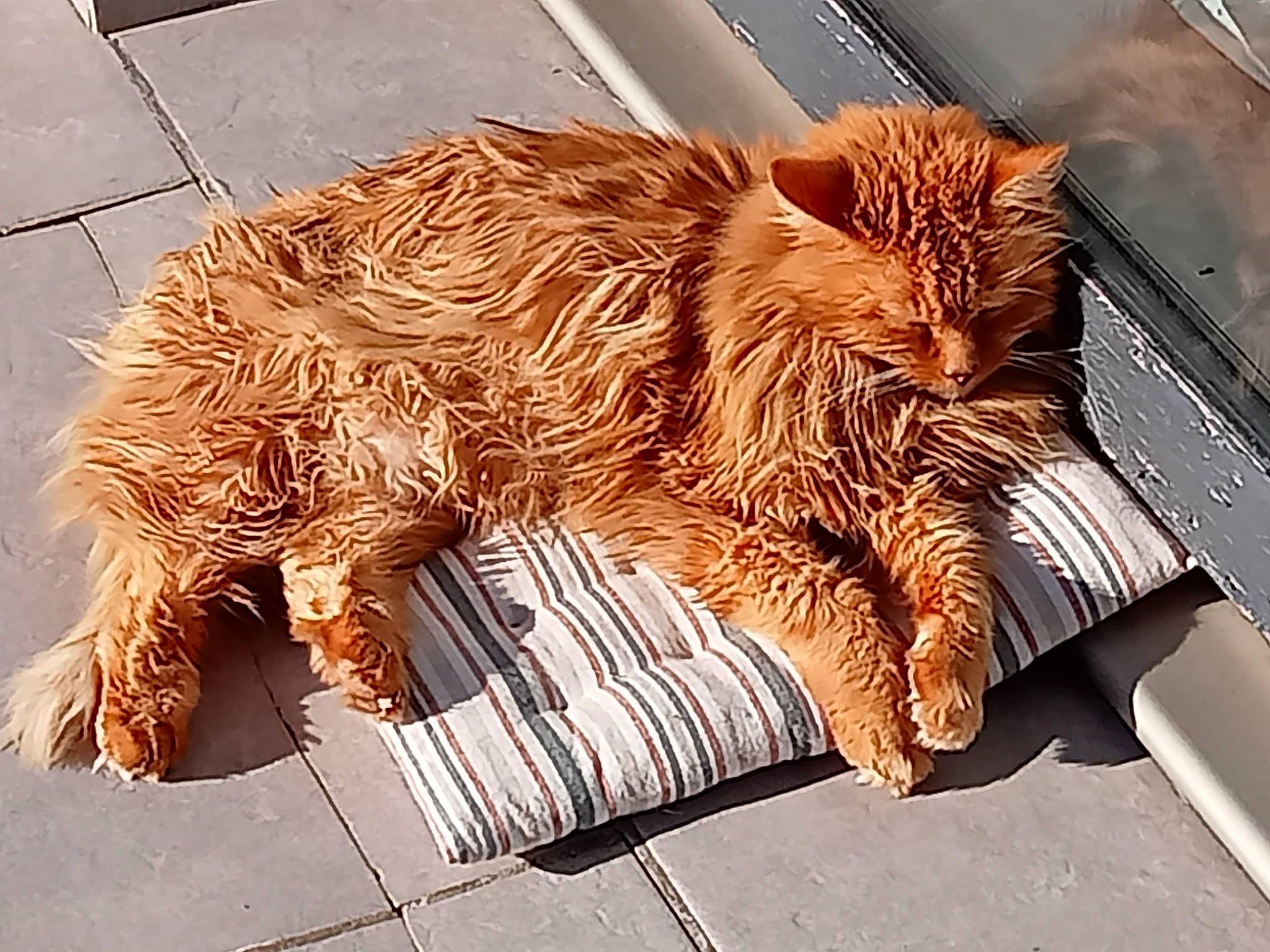 Mickey a rejoint le concours — aidez-le/la à gagner de superbes lots ! art, artifact, big_cats, carnivore, carving, claw, felidae, flooring, font, fur, metal, pattern, siberian_tiger, small_to_medium_sized_cats, snout, tail, terrestrial_animal, toy, whiskers, wood