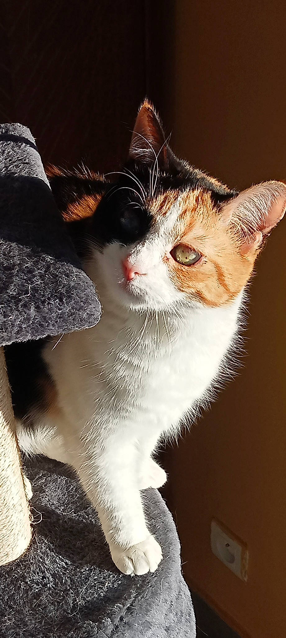 Maya a rejoint le concours — aidez-le/la à gagner de superbes lots ! carnivore, cat, domestic_short_haired_cat, felidae, fur, paw, small_to_medium_sized_cats, snout, tail, terrestrial_animal, whiskers, window