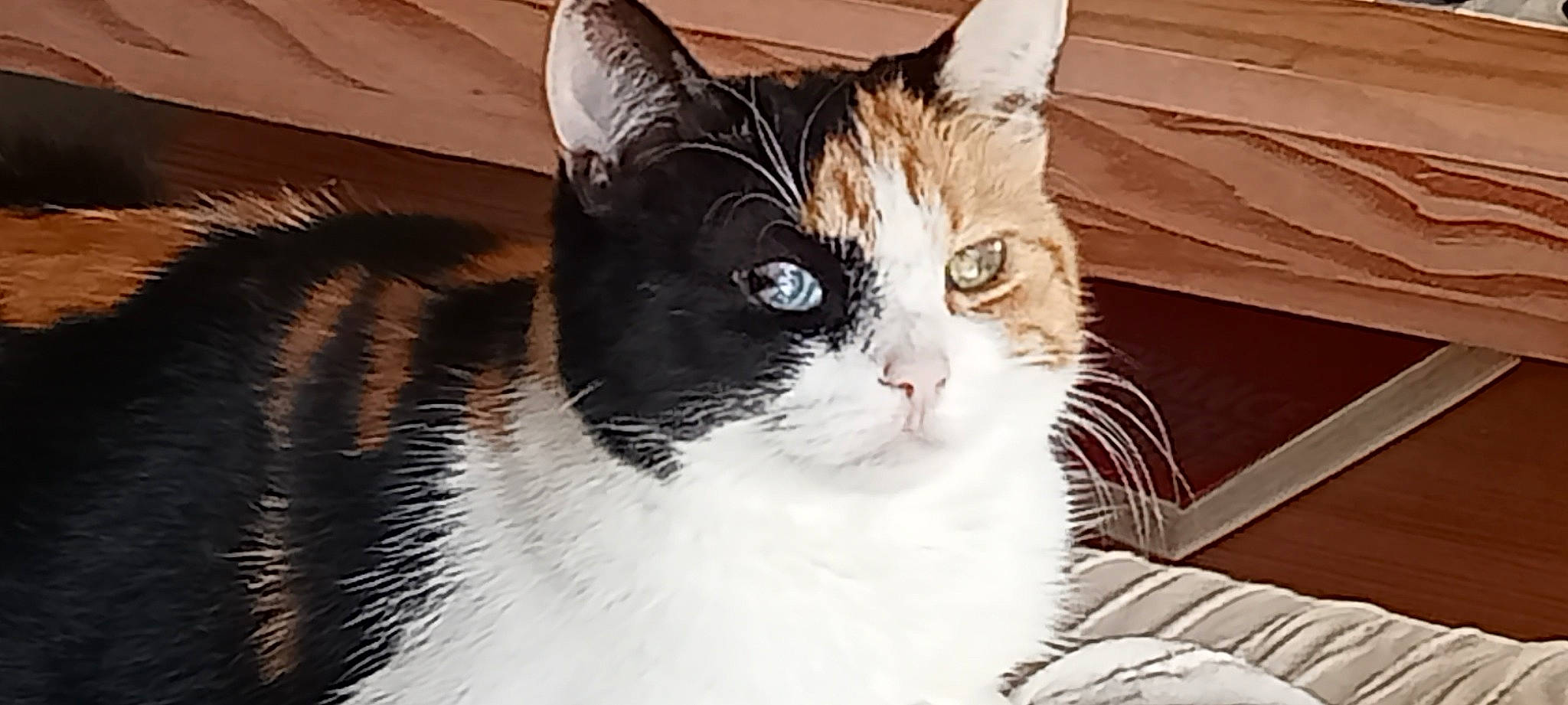 Maya a rejoint le concours — aidez-le/la à gagner de superbes lots ! carnivore, cat, comfort, domestic_short_haired_cat, felidae, fur, monochrome_photography, small_to_medium_sized_cats, snout, tail, tree, whiskers, window