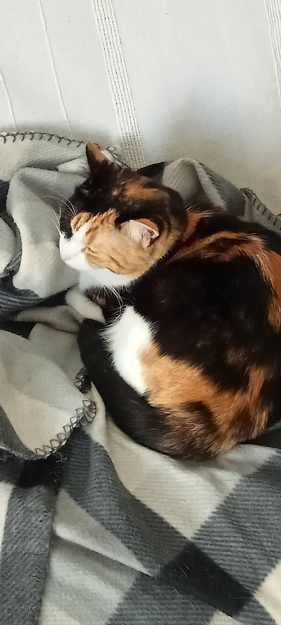 Maya participe au concours pour gagner de l'argent avec cette photo : bedding, carnivore, cat, cat_supply, claw, comfort, domestic_short_haired_cat, felidae, fur, linens, nap, paw, small_to_medium_sized_cats, tail, whiskers