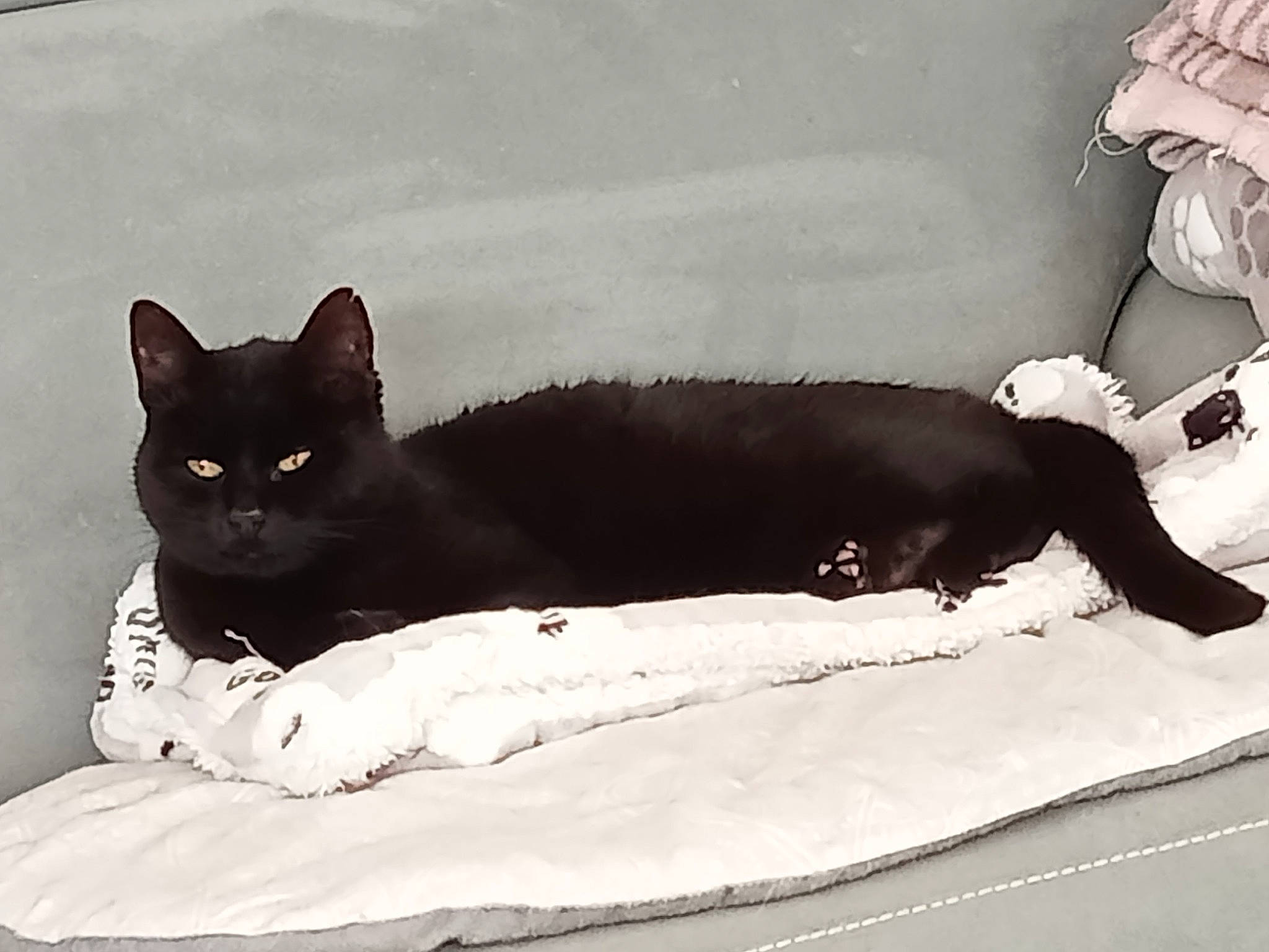 Kiwi a rejoint le concours — aidez-le/la à gagner de superbes lots ! bed, black_cat, bombay, carnivore, cat, cat_supply, comfort, domestic_short_haired_cat, felidae, fur, grey, linens, monochrome_photography, paw, sitting, small_to_medium_sized_cats, snout, tail, terrestrial_animal, whiskers