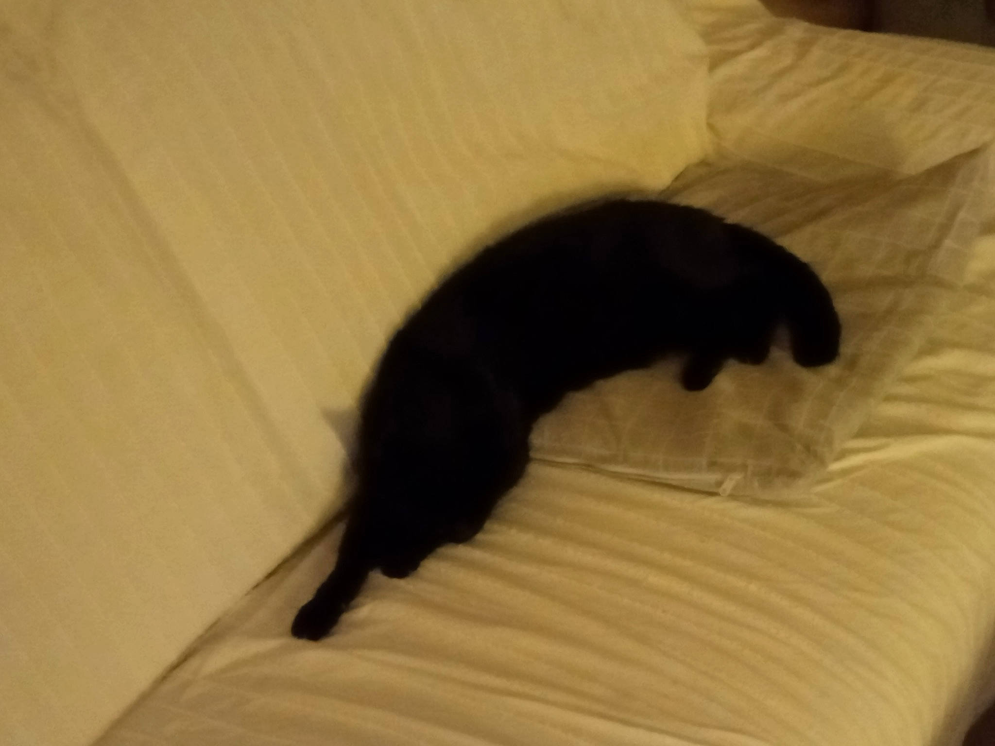 Kiwi participe au concours pour gagner de l'argent avec cette photo : bed, black_cat, canidae, carnivore, cat, comfort, dog_breed, domestic_short_haired_cat, felidae, fur, hardwood, linens, paw, small_to_medium_sized_cats, snout, sporting_group, tail, tints_and_shades, whiskers, wood