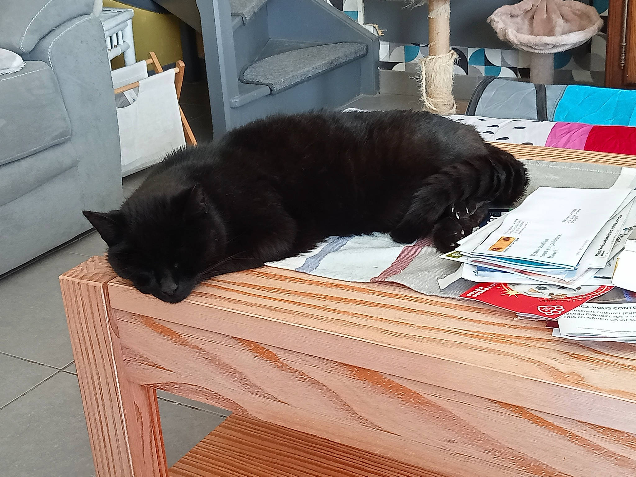 Kiwi a rejoint le concours — aidez-le/la à gagner de superbes lots ! black_cat, bombay, carnivore, cat, comfort, domestic_short_haired_cat, felidae, floor, flooring, fur, grey, hardwood, laminate_flooring, rectangle, room, small_to_medium_sized_cats, tail, whiskers, wood, wood_flooring