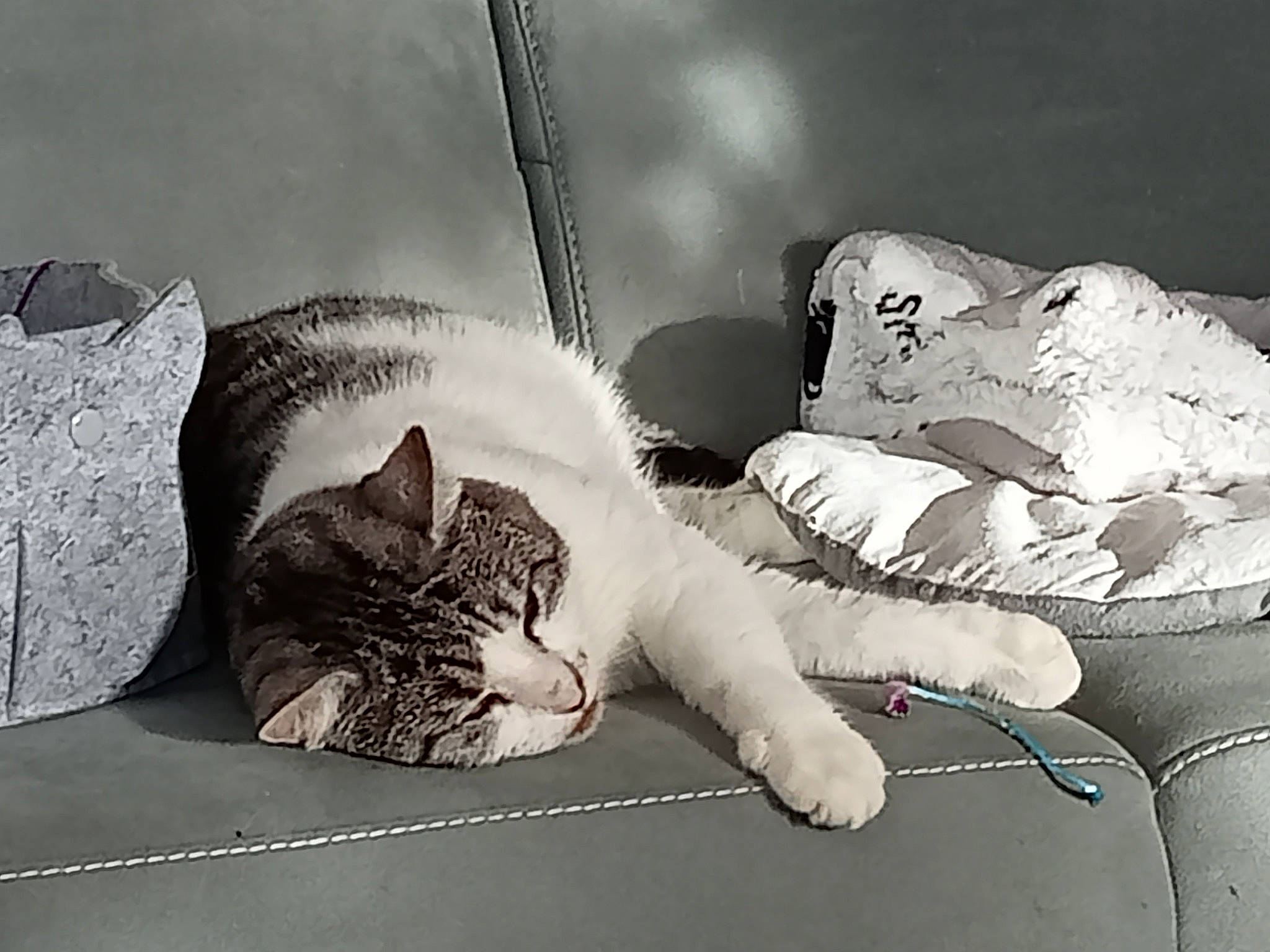 Pilou participe au concours pour gagner de l'argent avec cette photo : bed_sheet, bedding, carnivore, cat, comfort, domestic_short_haired_cat, felidae, fur, grey, linens, monochrome, monochrome_photography, nap, paw, room, sleep, small_to_medium_sized_cats, still_life_photography, style, whiskers