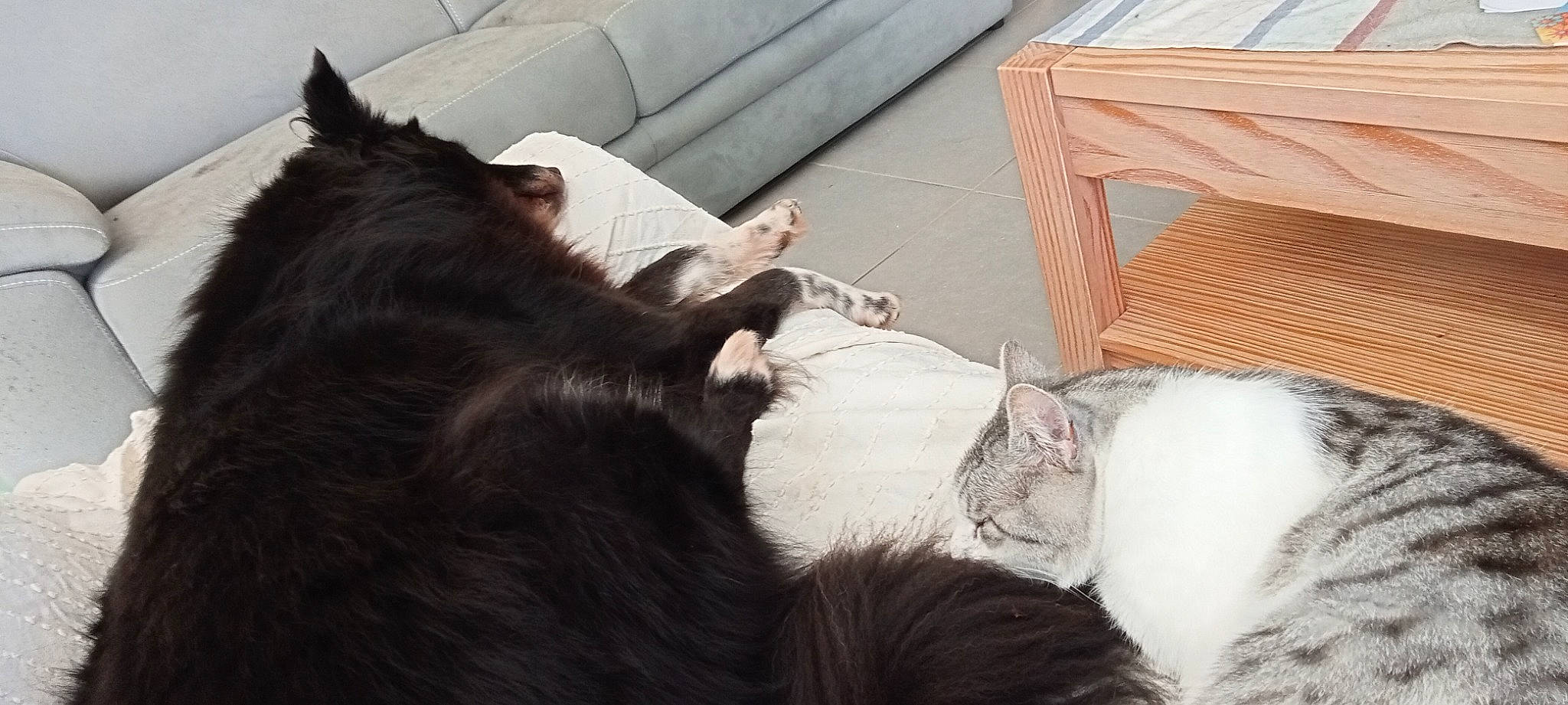 Pilou a rejoint le concours — aidez-le/la à gagner de superbes lots ! carnivore, cat, chair, comfort, companion_dog, domestic_short_haired_cat, ear, felidae, flooring, fur, furniture, gesture, hardwood, outdoor_furniture, small_to_medium_sized_cats, tail, textile, vertebrate, whiskers, wood