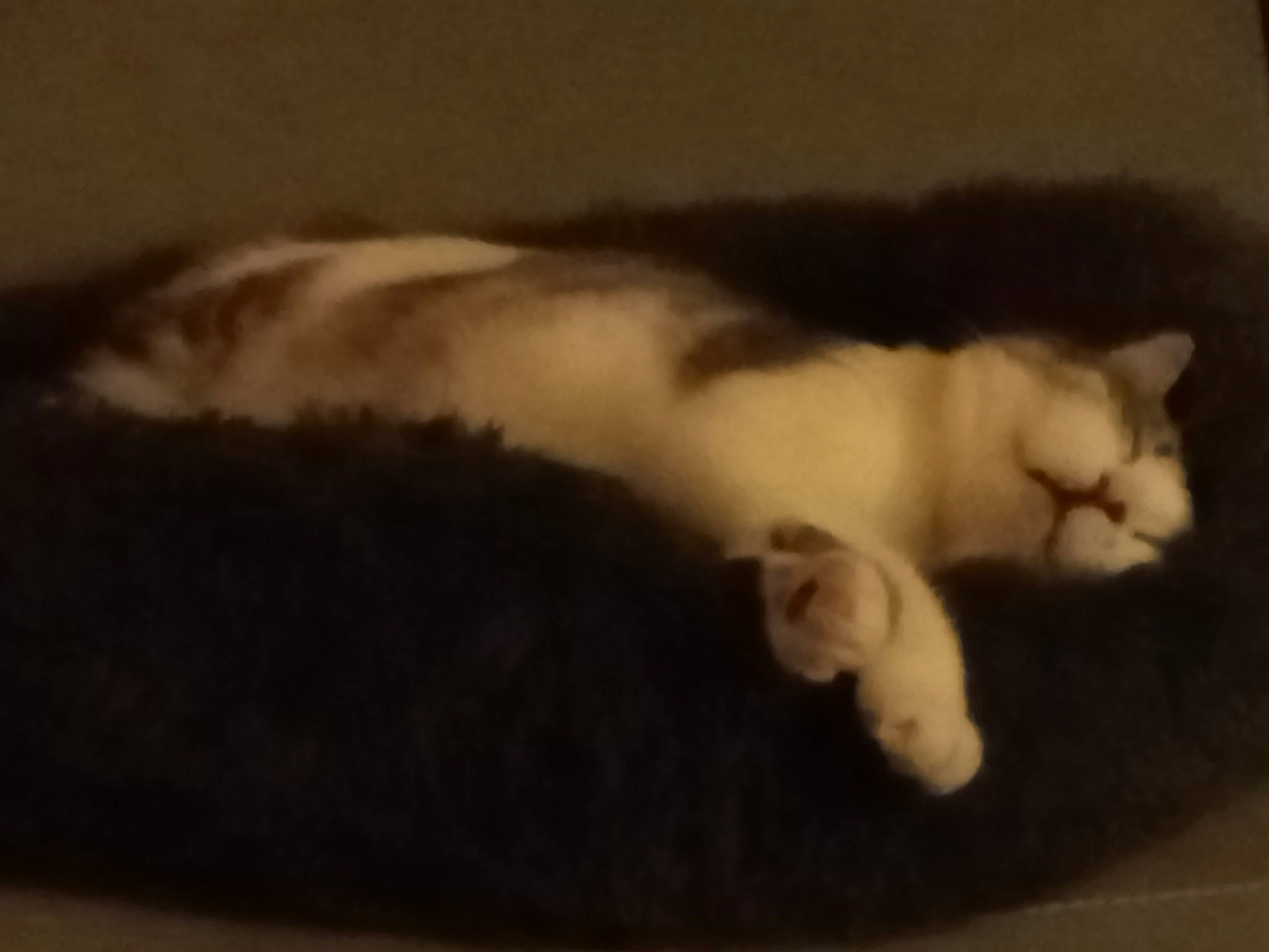 Pilou a rejoint le concours — aidez-le/la à gagner de superbes lots ! carnivore, cat, claw, comfort, domestic_short_haired_cat, fawn, felidae, fur, grey, nap, paw, sleep, small_to_medium_sized_cats, snout, tail, terrestrial_animal, whiskers, wood