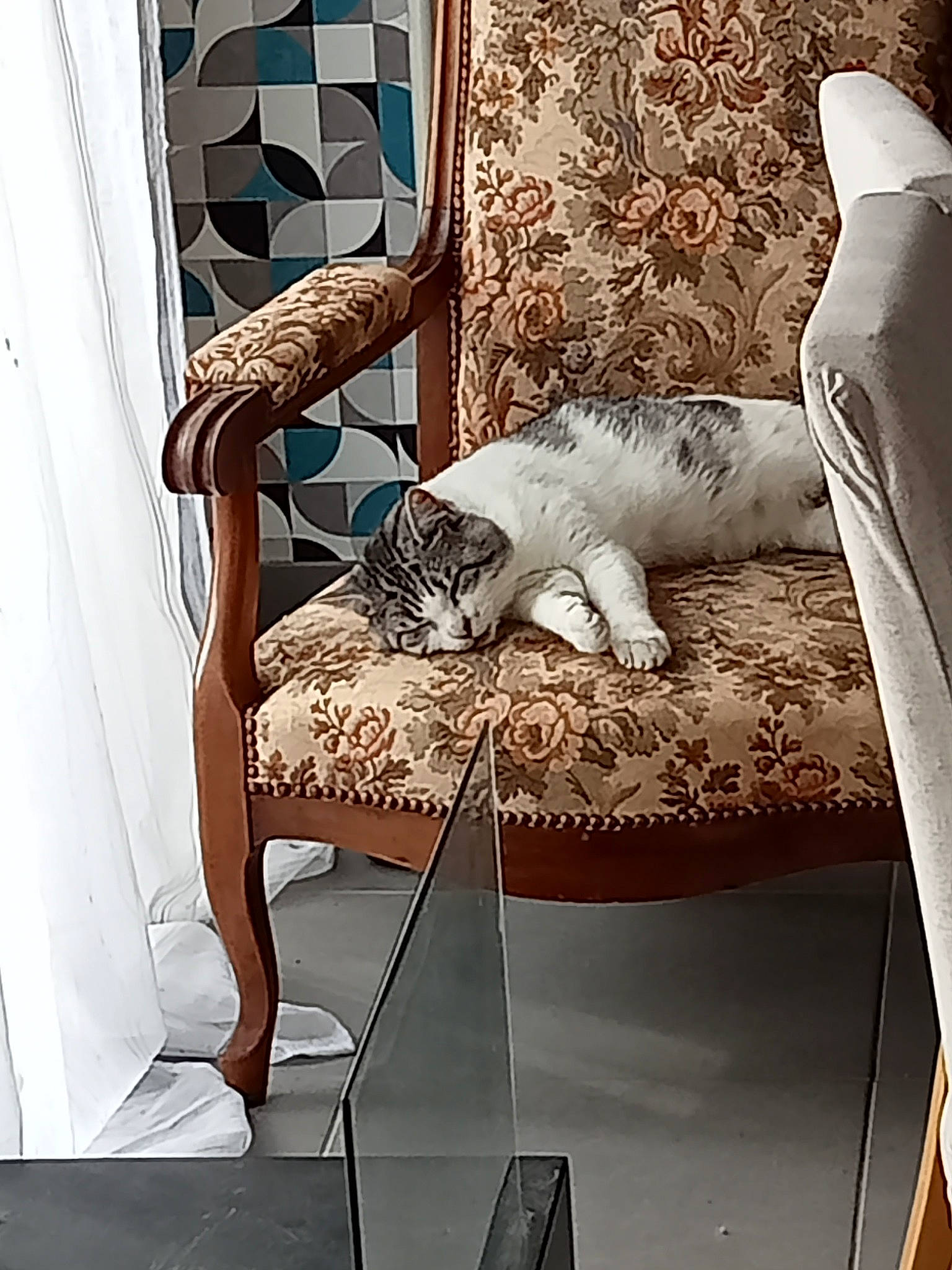 Pilou a rejoint le concours — aidez-le/la à gagner de superbes lots ! carnivore, cat, cat_supply, comfort, domestic_short_haired_cat, felidae, flooring, fur, furniture, grey, interior_design, linens, living_room, pet_supply, rectangle, room, small_to_medium_sized_cats, tail, whiskers, wood