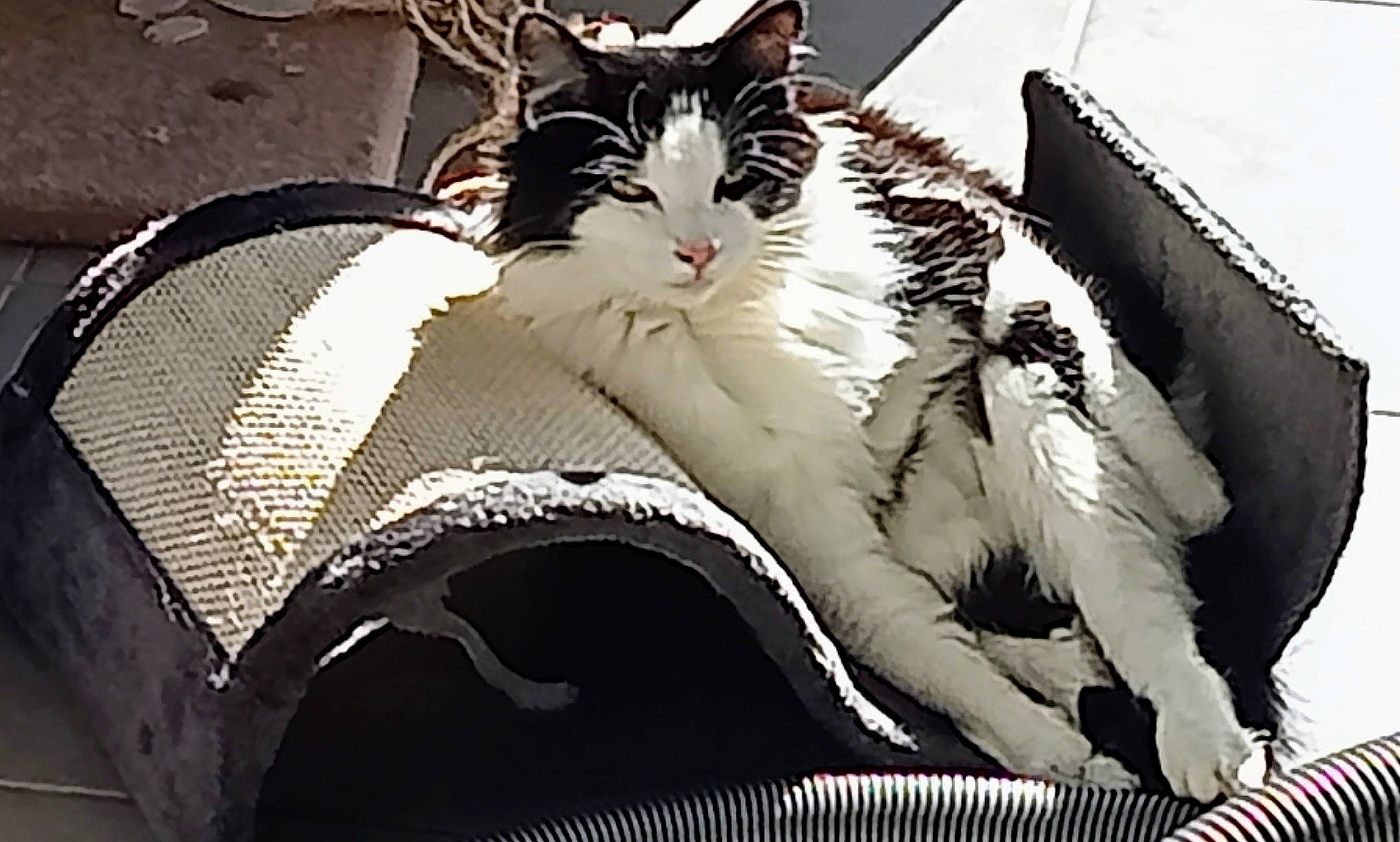 Moon a rejoint le concours — aidez-le/la à gagner de superbes lots ! black, carmine, carnivore, cat, comfort, domestic_short_haired_cat, felidae, fur, linens, monochrome, monochrome_photography, pattern, sitting, small_to_medium_sized_cats, snout, style, tail, tints_and_shades, whiskers, white