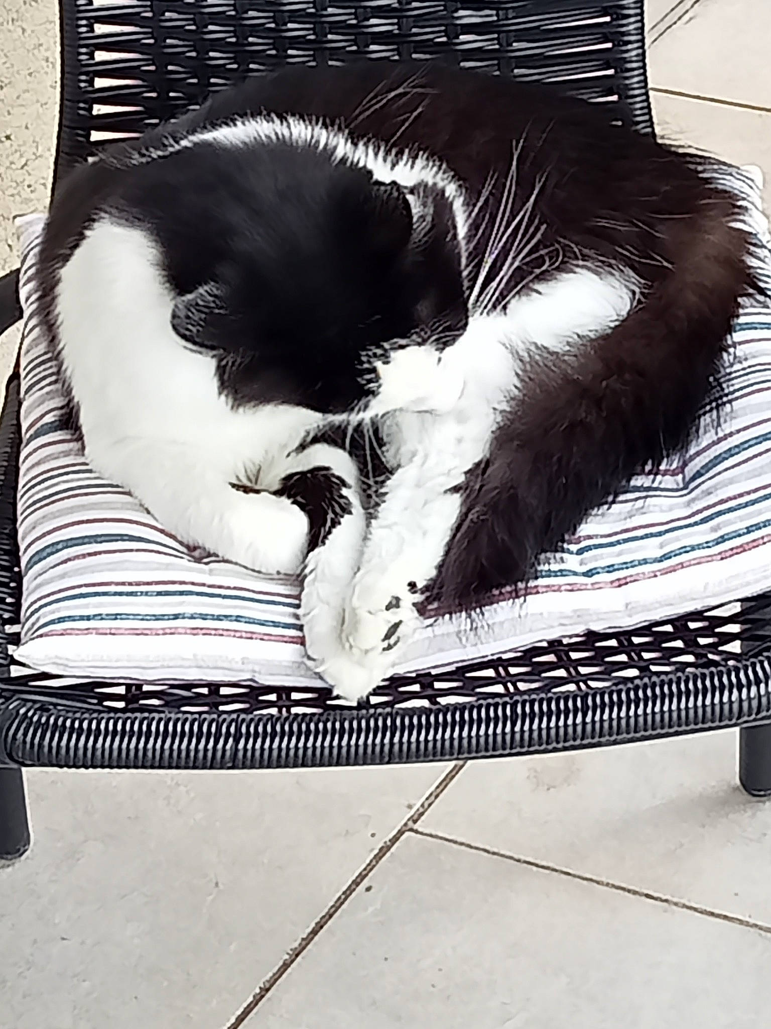 Moon a rejoint le concours — aidez-le/la à gagner de superbes lots ! black_and_white, canidae, carnivore, cat, cat_supply, comfort, domestic_short_haired_cat, felidae, fur, monochrome, monochrome_photography, paw, pet_supply, rectangle, small_to_medium_sized_cats, snout, sporting_group, style, tail, whiskers