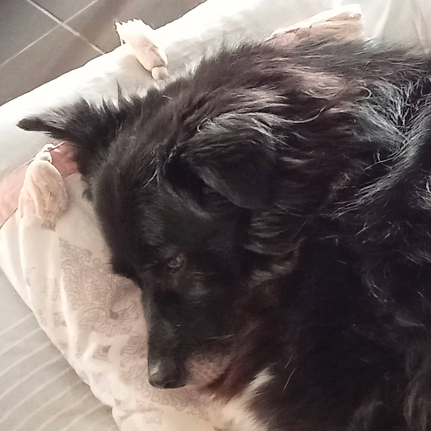 ZoÉ participe au concours pour gagner de l'argent avec cette photo : canidae, carnivore, claw, comfort, companion_dog, dog, dog_breed, ear, felidae, fur, liver, paw, small_to_medium_sized_cats, snout, sporting_group, tail, terrier, toy_dog, whiskers, working_animal