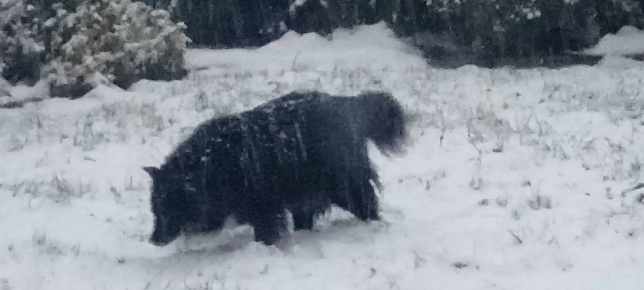 ZoÉ participe au concours pour gagner de l'argent avec cette photo : bison, bovine, canidae, carnivore, dog, dog_breed, freezing, fur, guard_dog, livestock, snout, snow, sporting_group, tail, terrestrial_animal, wildlife, winter, working_animal, working_dog