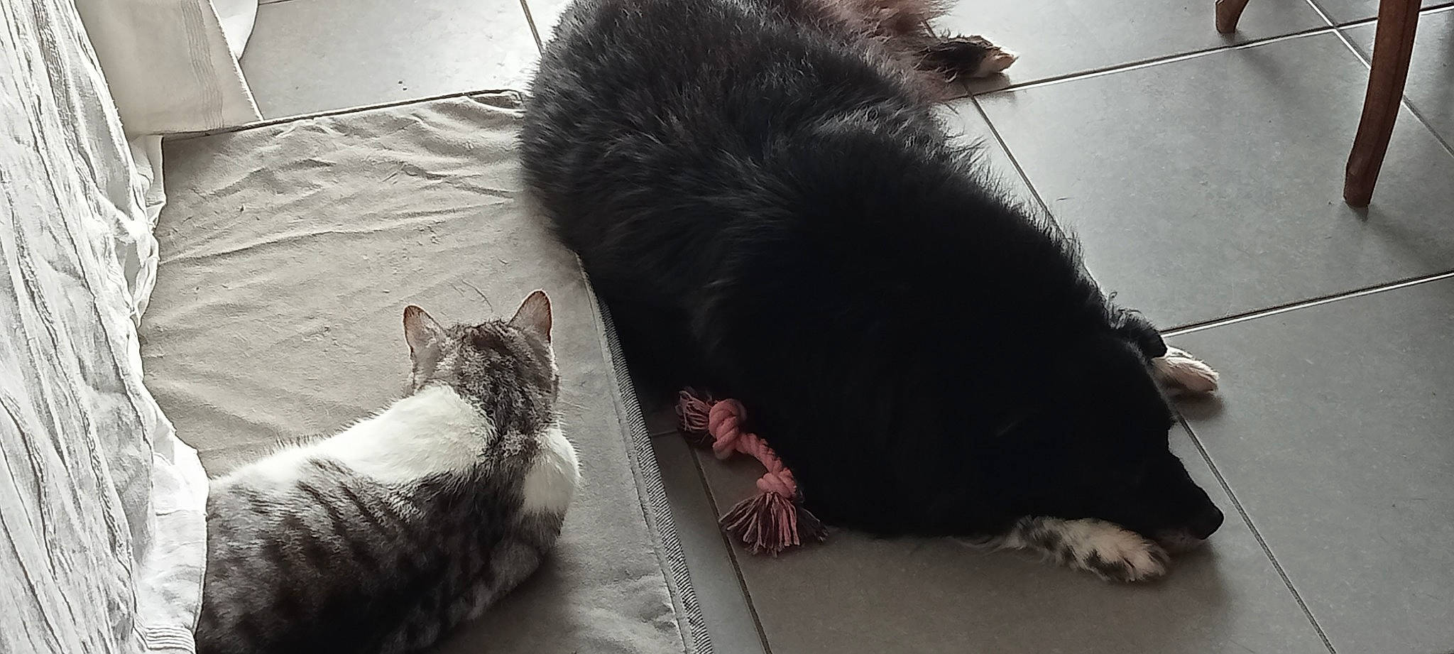 ZoÉ participe au concours pour gagner de l'argent avec cette photo : black_cat, canidae, carnivore, cat, claw, comfort, dog_breed, domestic_short_haired_cat, felidae, floor, flooring, foot, fur, grey, linens, paw, small_to_medium_sized_cats, snout, tail, whiskers